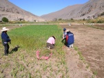 El Defensor Regional de Tarapac&aacute; y la Facilitadora Intercultural, conversan con algunas de las mujeres dedicadas a la agricultura en Cami&ntilde;a.