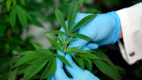 Nueva absoluci&oacute;n por consumo medicinal de cannabis sativa en Pichilemu.